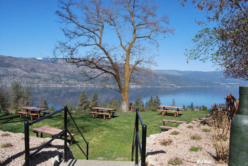 Arrowleaf Tree and lake